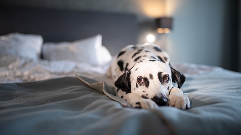 dog on a bed