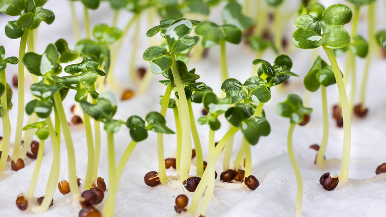 germinated seeds on paper towel