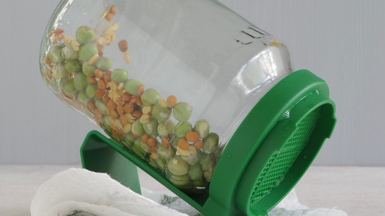 seed sprouting jar