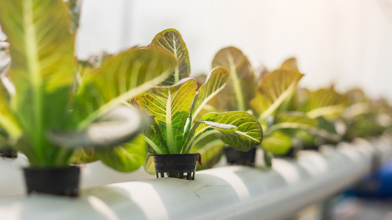 Smart garden pods