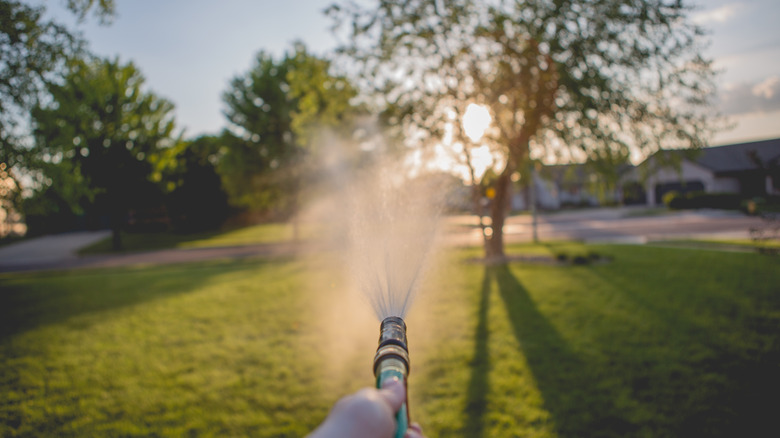 Homeowner aiming hose at tree