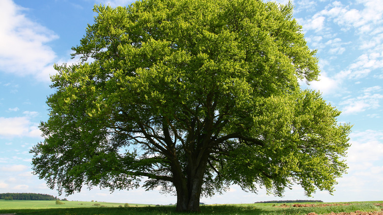 Large tree in grassy meadow