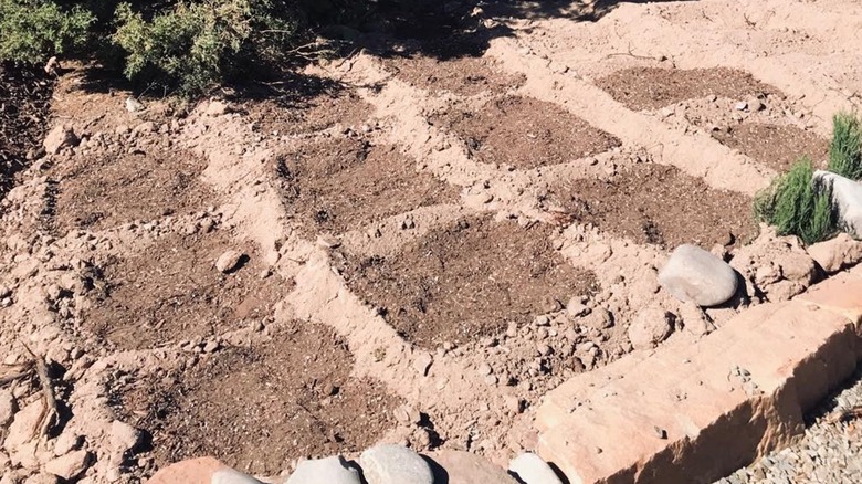 Waffle garden in desert soil