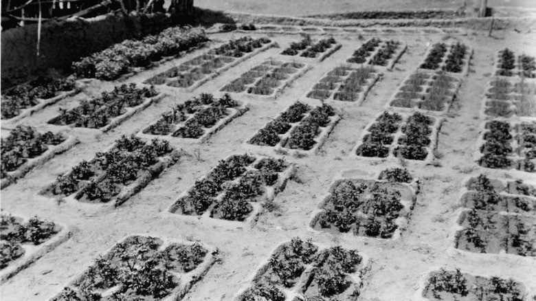 Grayscale image of Zuni garden