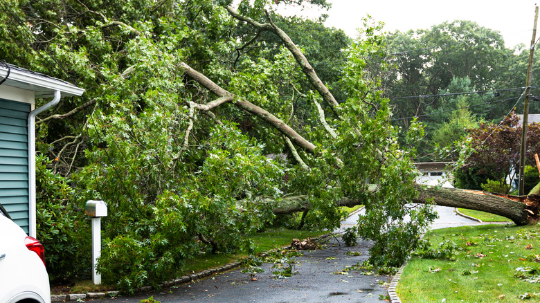 tree fallen on electrical wire 