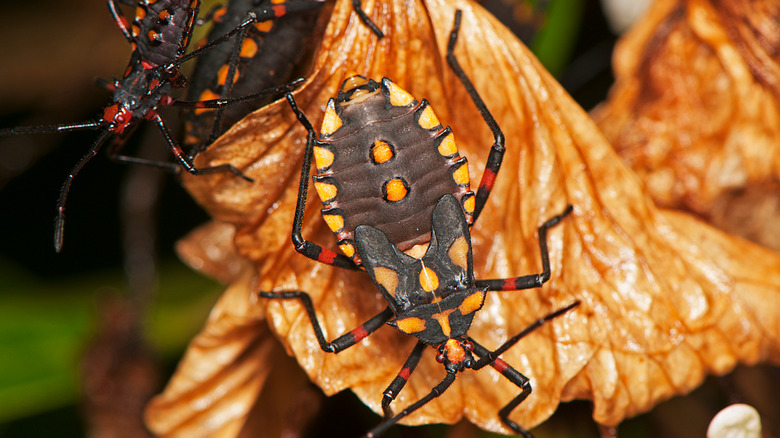 kissing bug