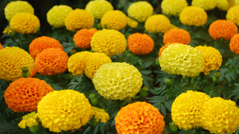 marigolds