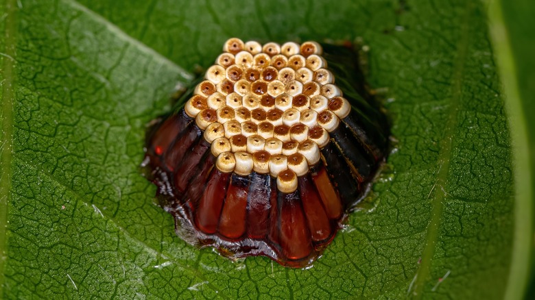 assassin bug eggs