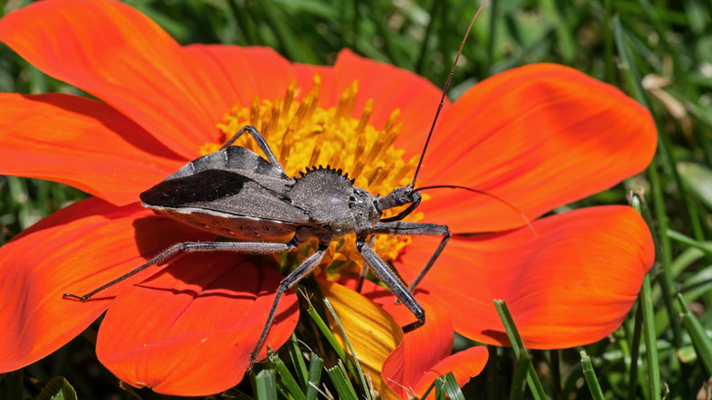 wheel assassin bug