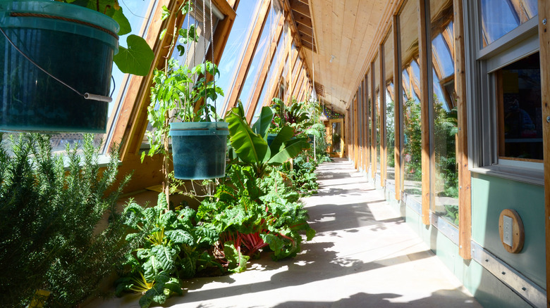 Inside an Earthship greenhouse