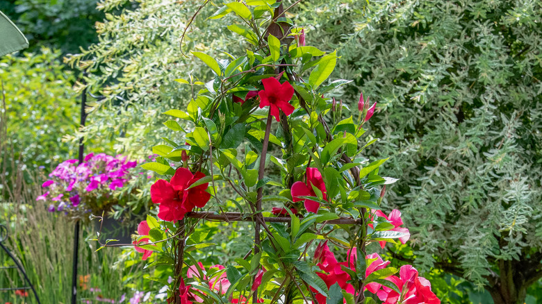 Flowering plants on obelisk