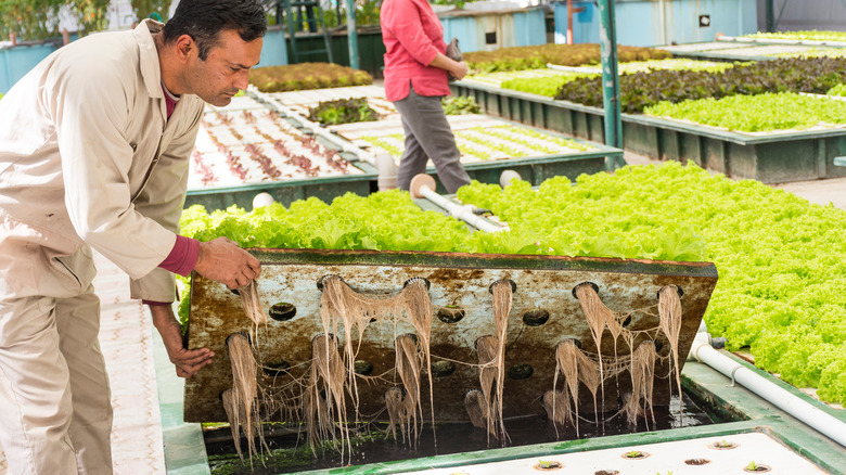 Farmer checking aquaponic roots