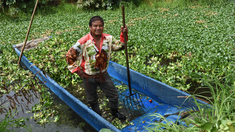 Farmer working a Mexican chinampa