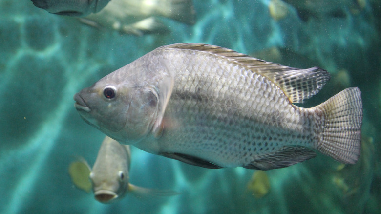 Tilapia fish underwater