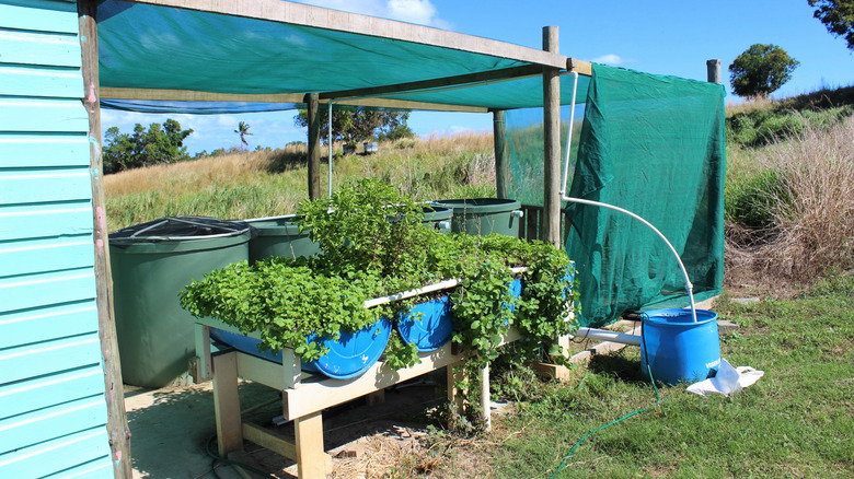 Home-based aquaponic garden