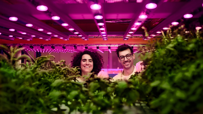 Workers in an aquaponic garden