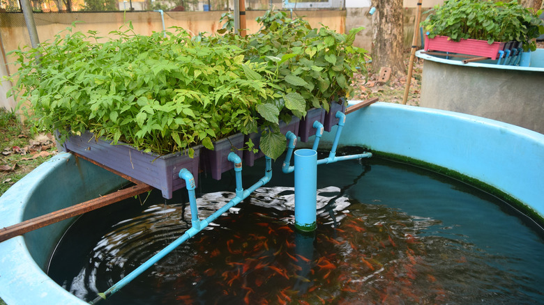 Aquaponic water tank with fish