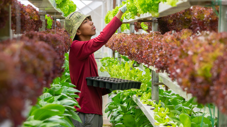 Farmer checking aquaponic lettuce crops