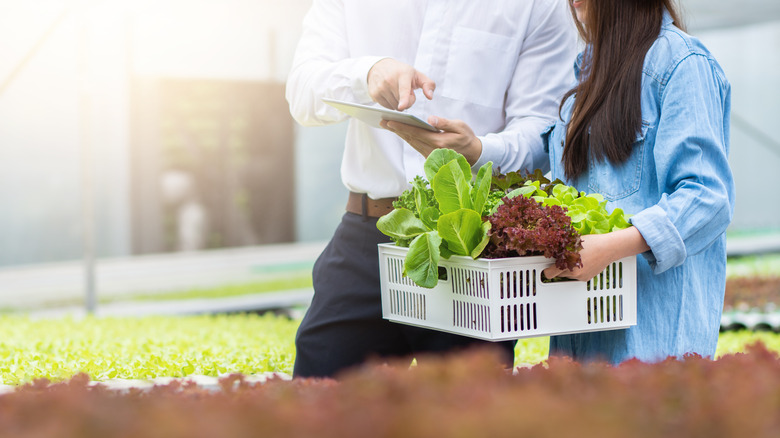 Farmers reviewing crop results