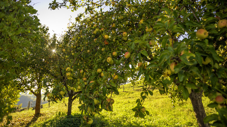 apples ripening on tree