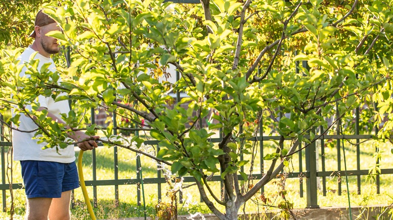 man watering apple tree