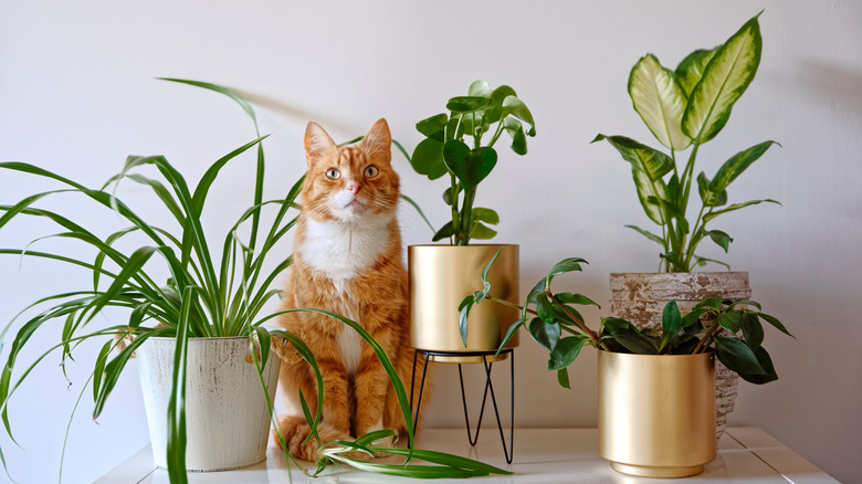 Plants and a cat