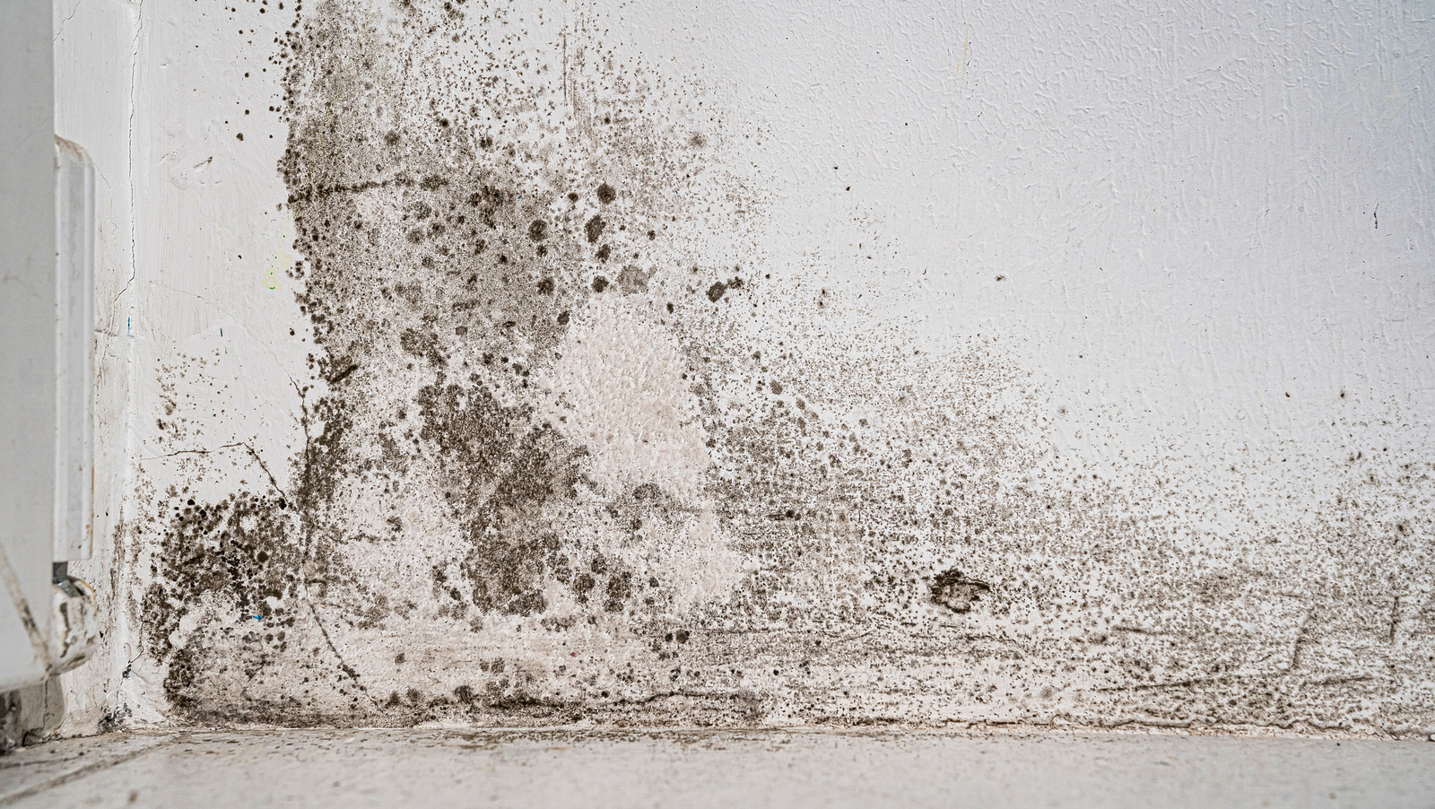 What Is Black Mold And How Dangerous Is It 