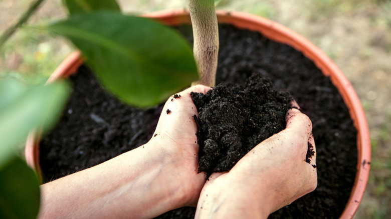 Hands holding dark, healthy soil