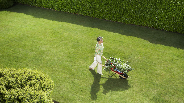 Woman walking on lawn pushing wheelbarrow