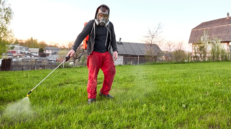 Man spraying fungicide on lawn