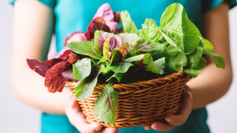 Our Master Gardener Explains What Callaloo Is And How To Add To Your Garden