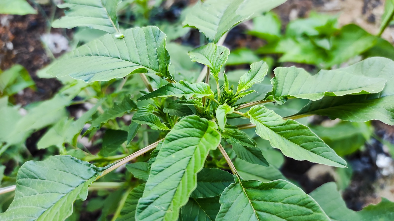 Our Master Gardener Explains What Callaloo Is And How To Add To Your Garden