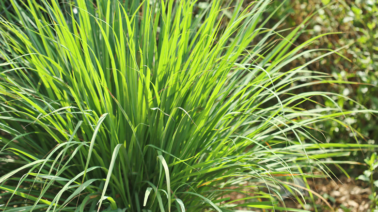 citronella plant