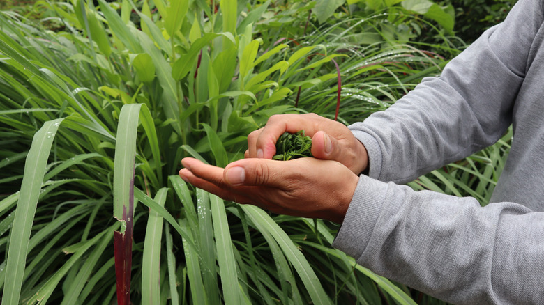 person rubbing citronella on hands 