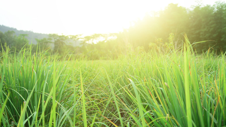 citronella plants