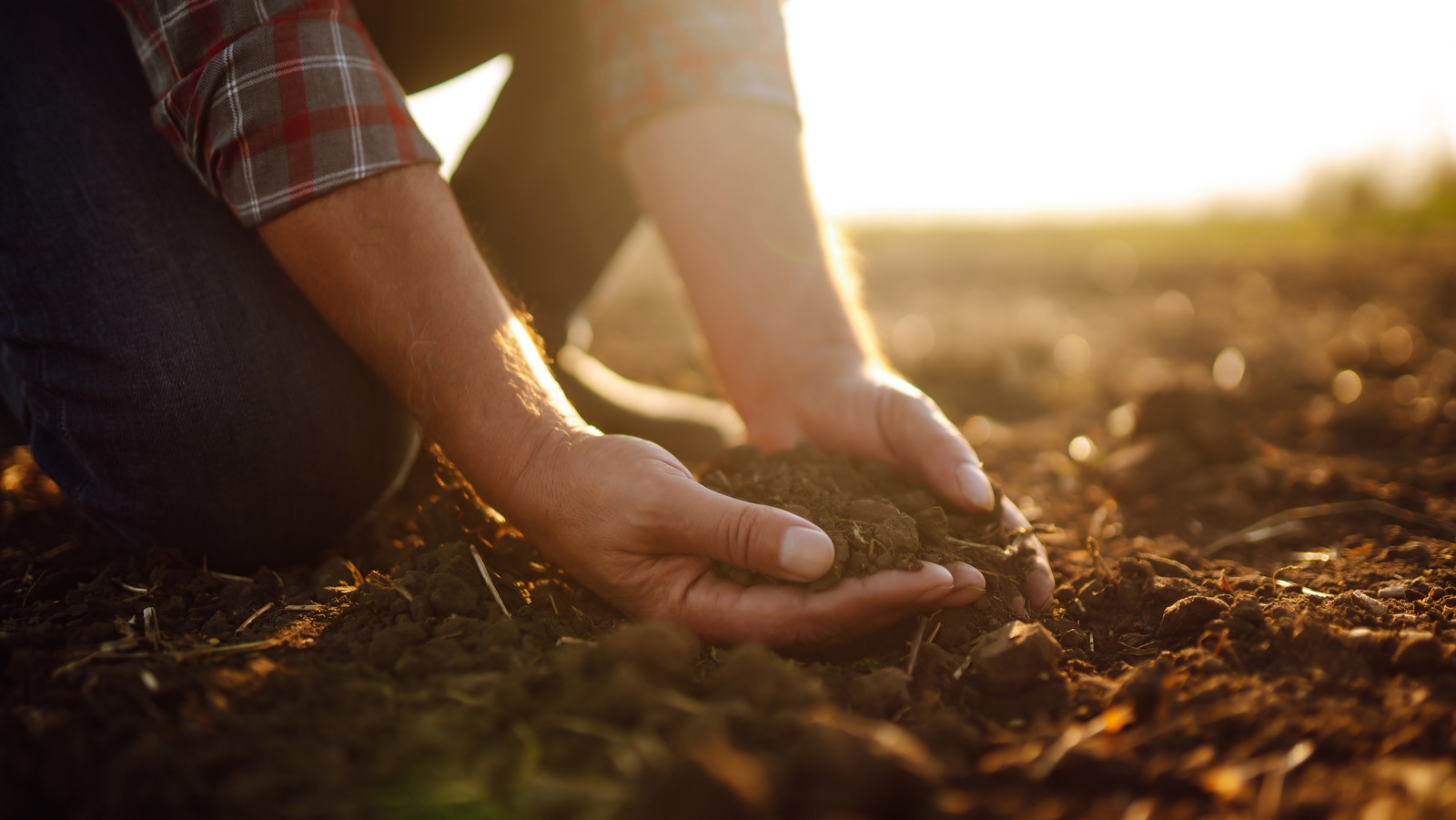 What Is Clay Soil, And Is It Right For Your Garden?