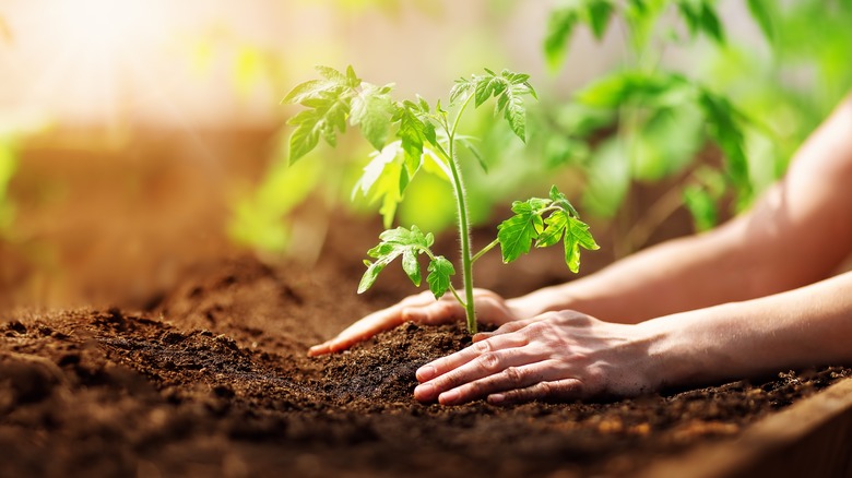 Woman placing plant in soil