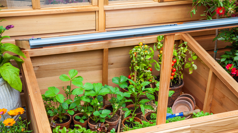 plants in cold frame