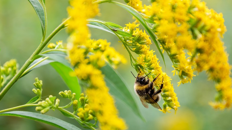 bee on goldenrod