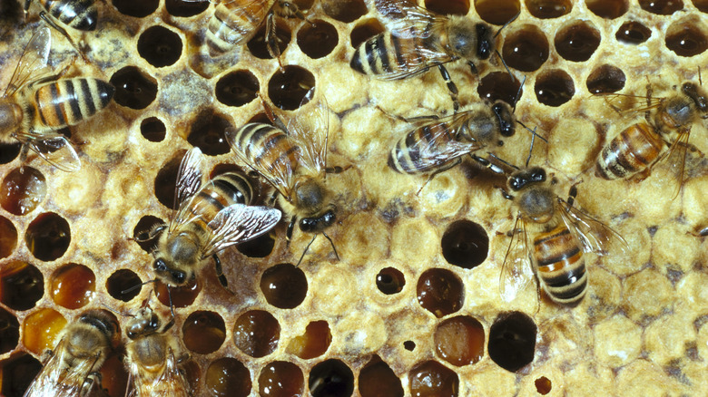 honeybees on honeycomb