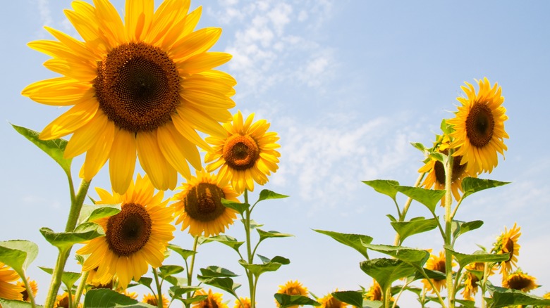 Tall growing sunflowers