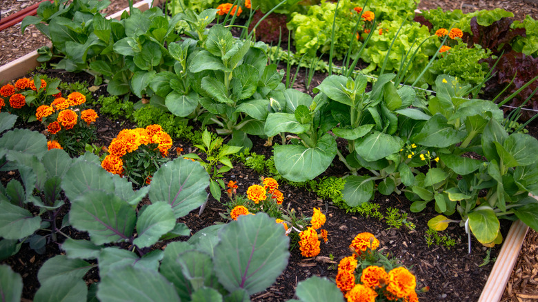 Neatly planted companion garden