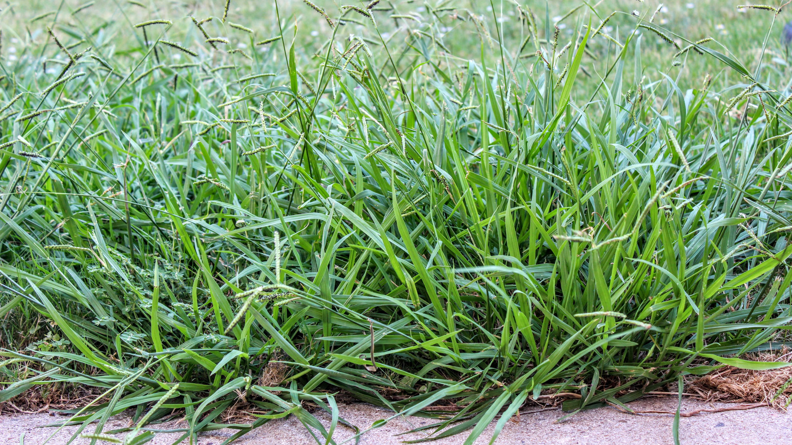 How to Get Rid of Crabgrass - The Home Depot
