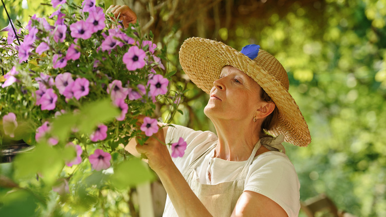 Person deadheading petunias