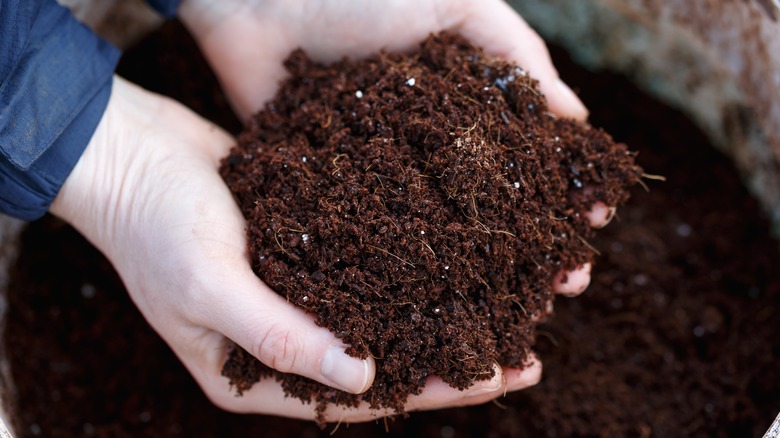 Cupped hands scooping potting soil