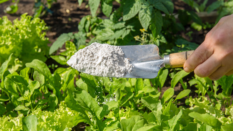 Diatomaceous earth in trowel near plants