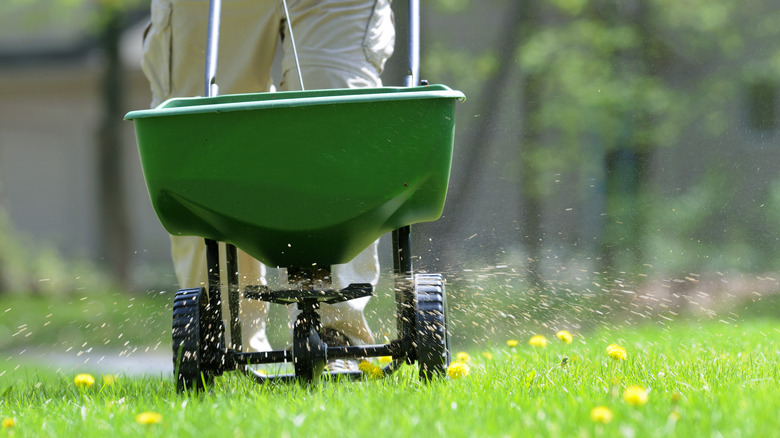Person fertilizing lawn
