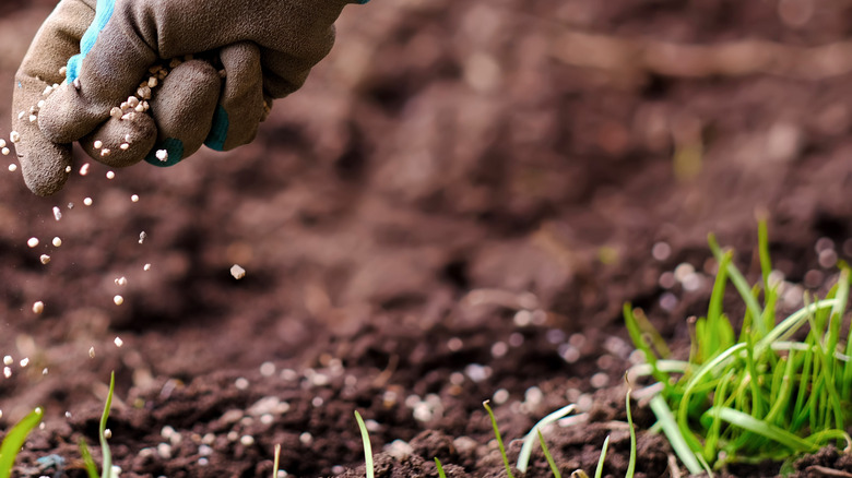 lawn seeding