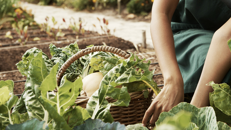 A basket of vegetables from the garden.