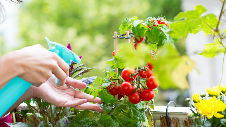 woman spraying tomatoes